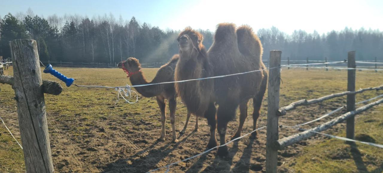 Pensjonat Przy Stajni Kierzkowo  Buitenkant foto