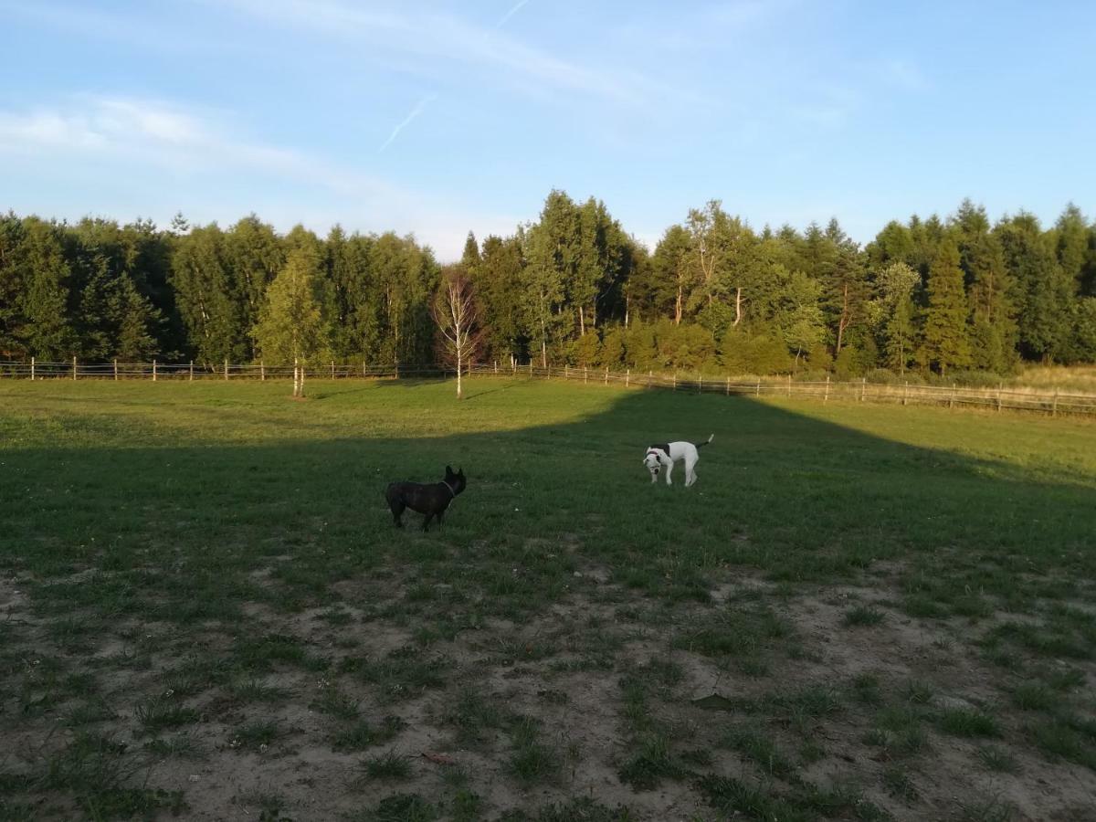 Pensjonat Przy Stajni Kierzkowo  Buitenkant foto