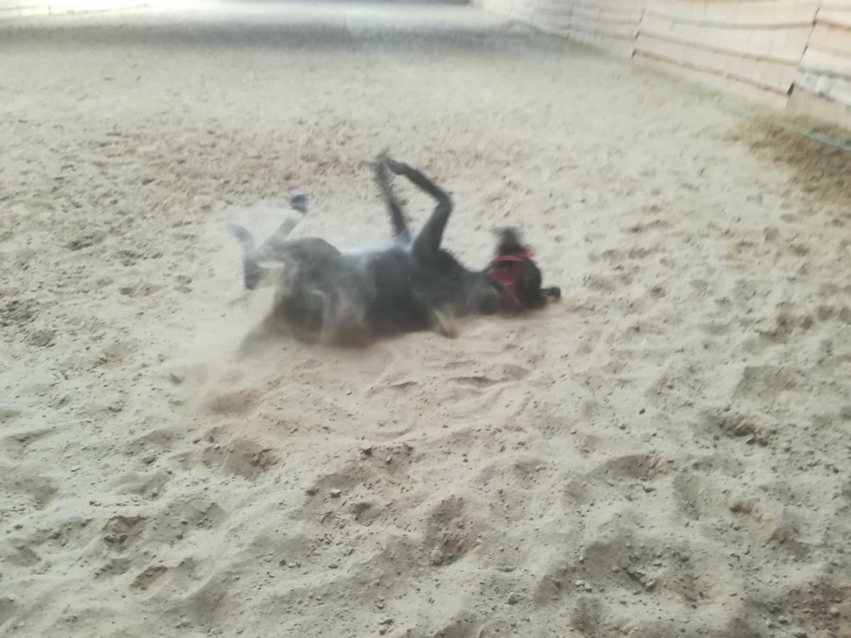 Pensjonat Przy Stajni Kierzkowo  Buitenkant foto