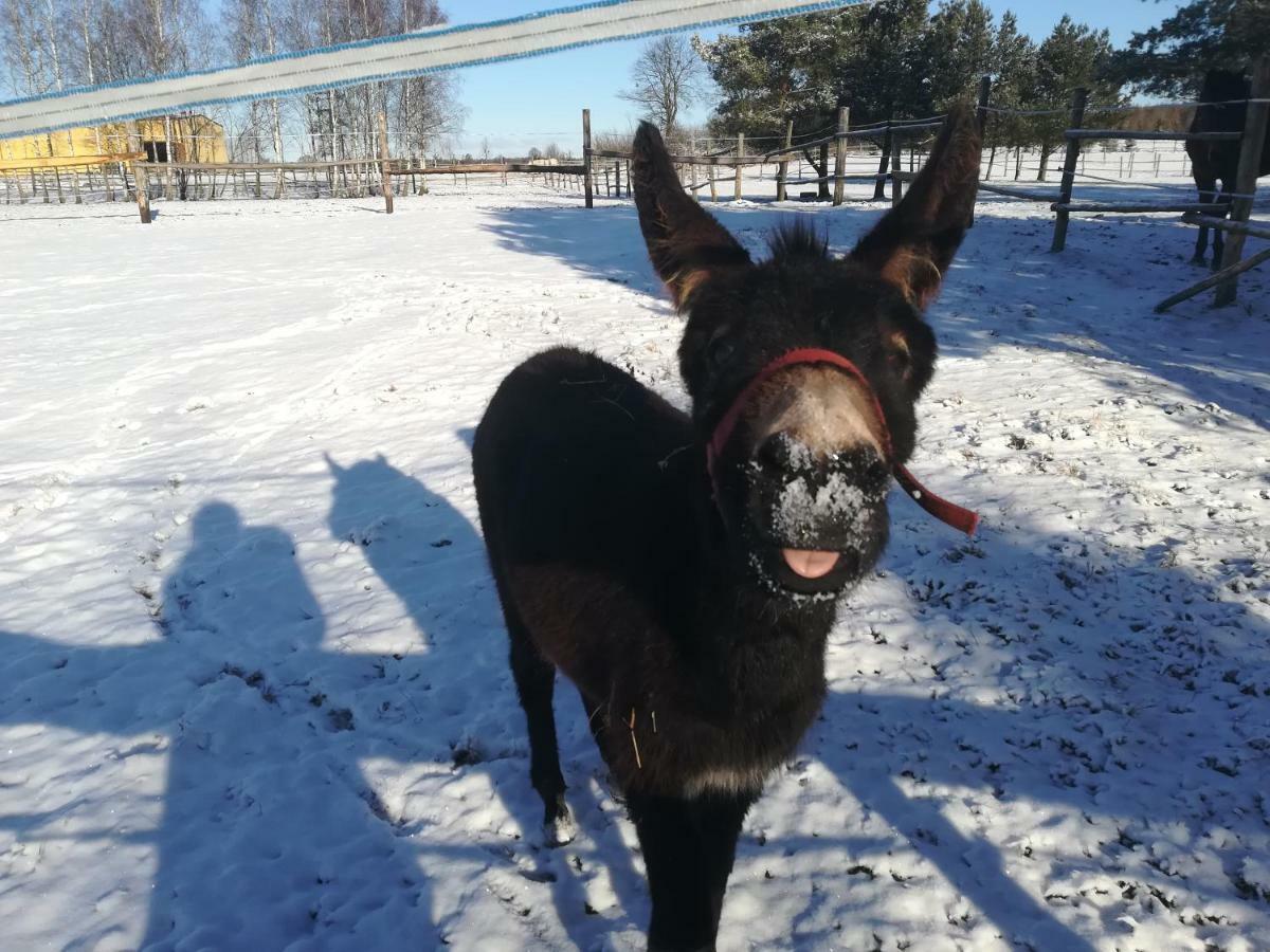 Pensjonat Przy Stajni Kierzkowo  Buitenkant foto