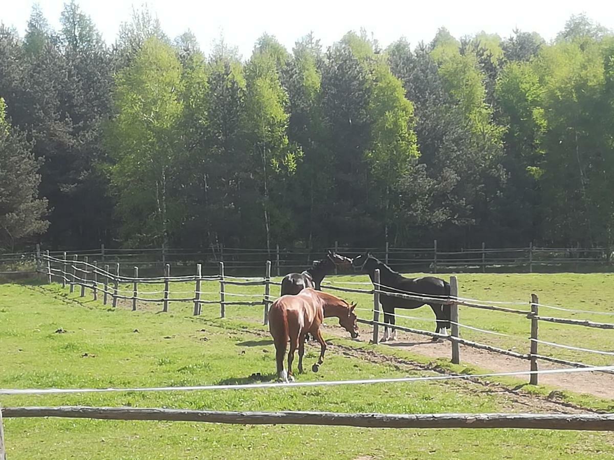 Pensjonat Przy Stajni Kierzkowo  Buitenkant foto