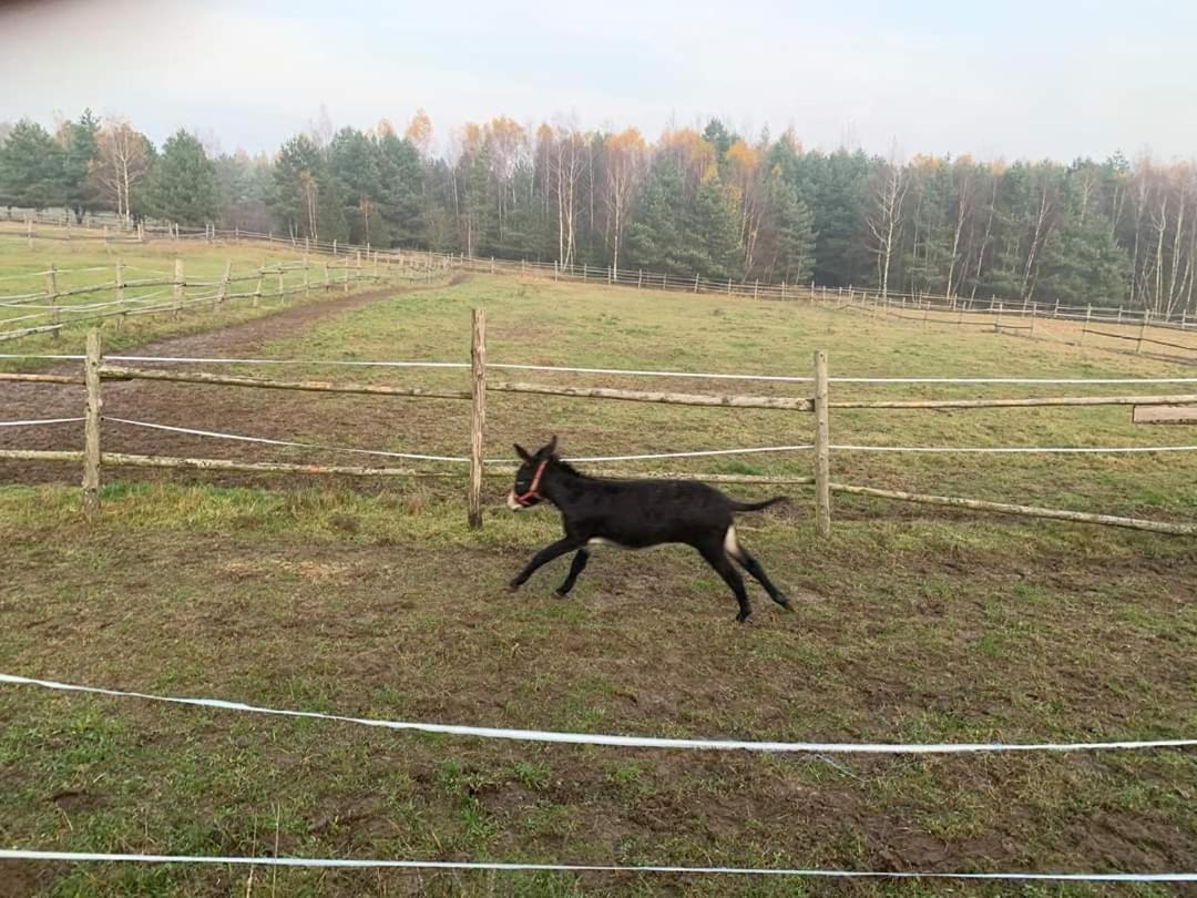 Pensjonat Przy Stajni Kierzkowo  Buitenkant foto